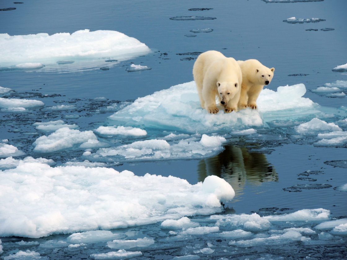 Energiesparen in der Fertigung rettet die Eisbären.